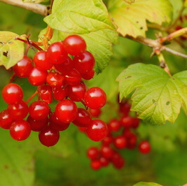 VIBURNUM LANTANA FRUTOS ROJOS
